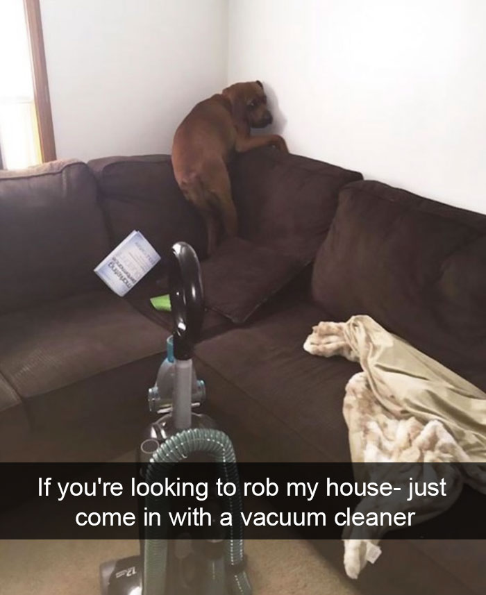 Dog-snapchats