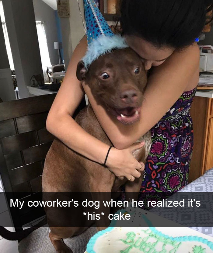 Dog-snapchats
