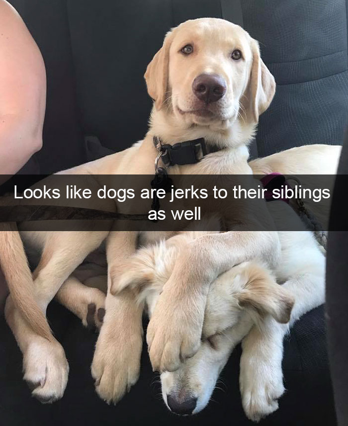 Dog-snapchats