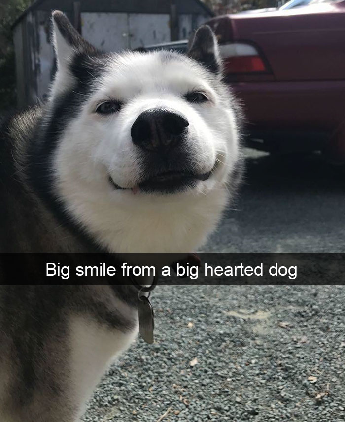 Dog-snapchats