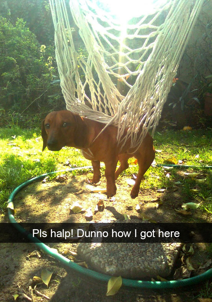 Dog-snapchats
