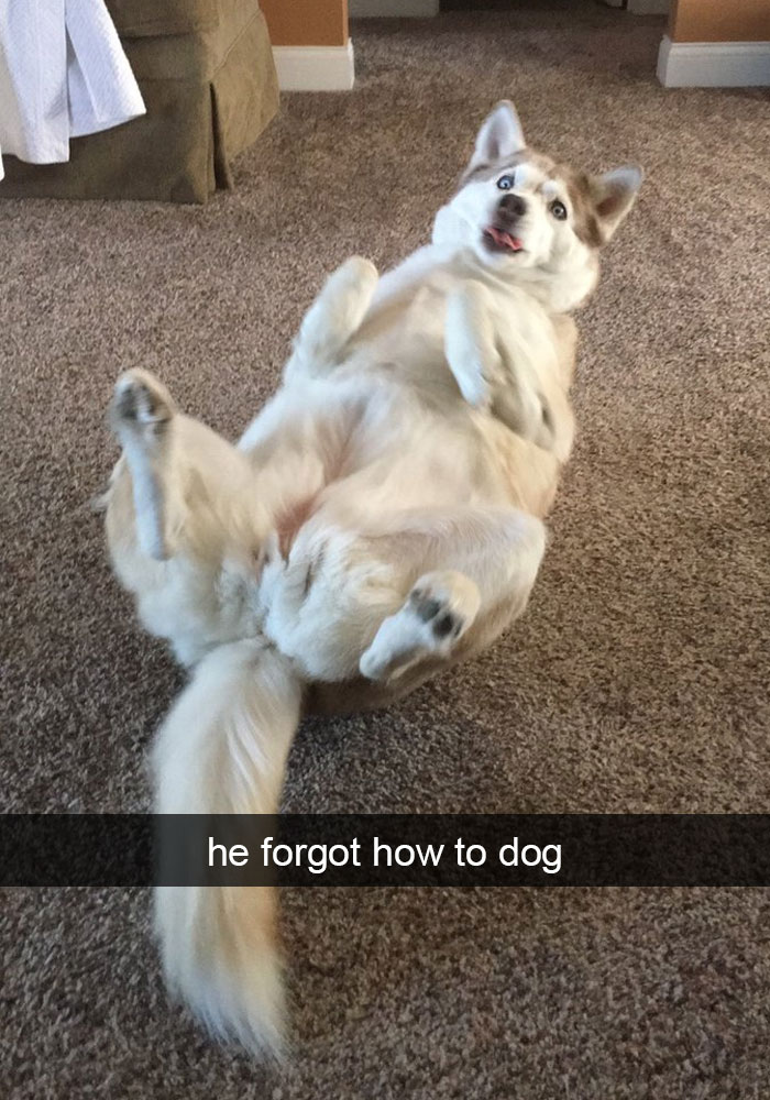 Dog-snapchats