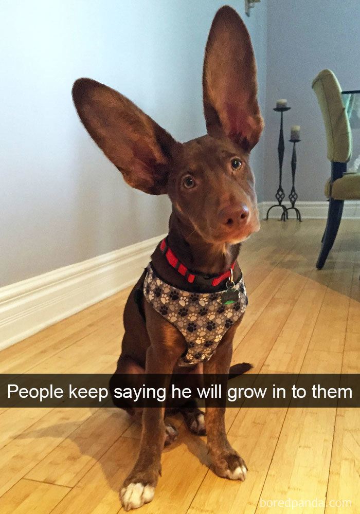 Dog Snapchat