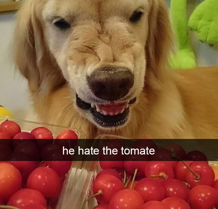 Dog-snapchats