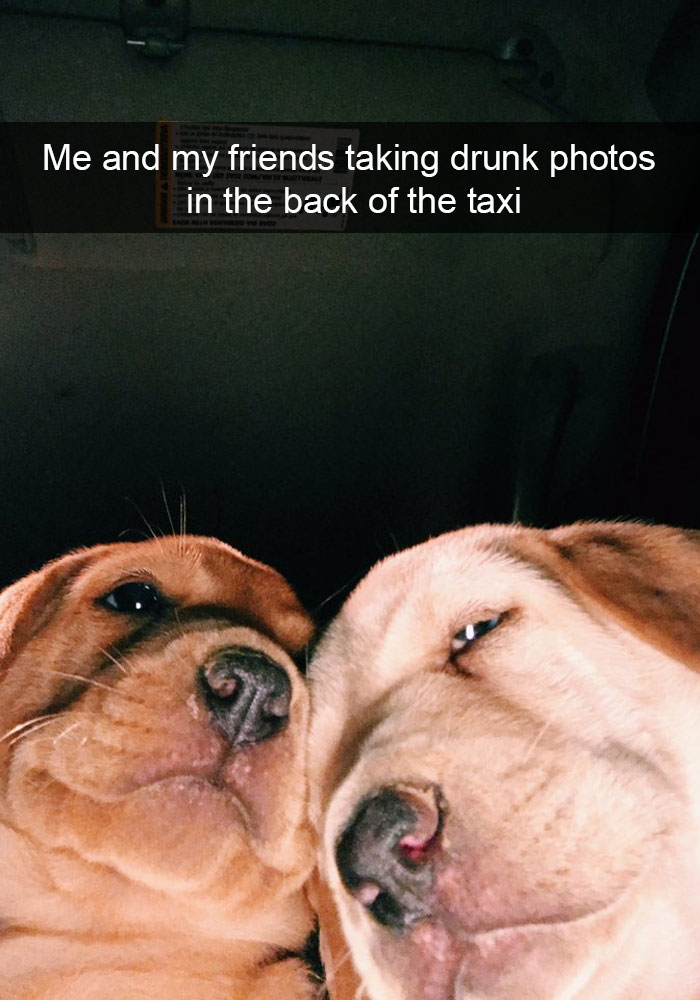 Dog-snapchats