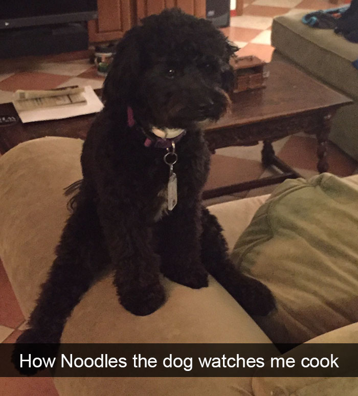 Dog-snapchats