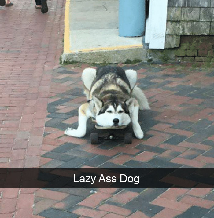 Dog-snapchats