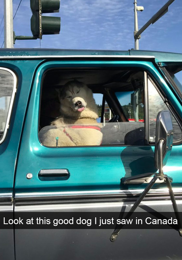Dog-snapchats