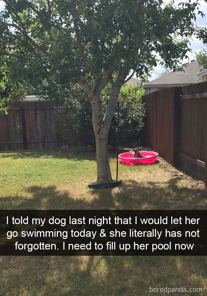 Dog-snapchats