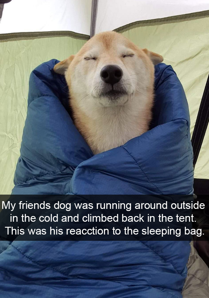 Dog-snapchats