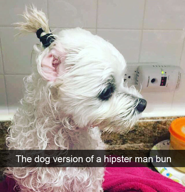 Dog-snapchats
