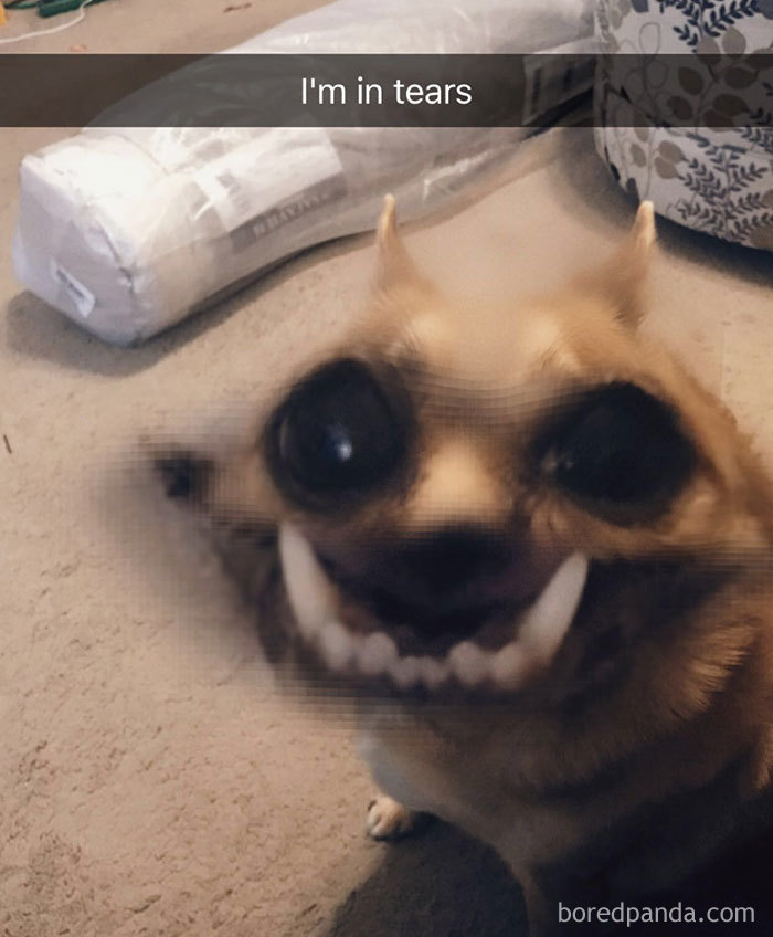 Dog-snapchats