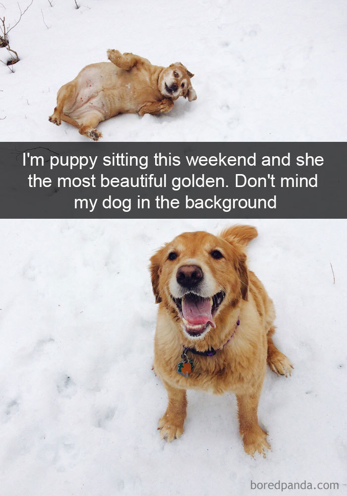 Dog-snapchats