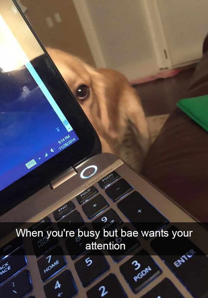 Dog-snapchats
