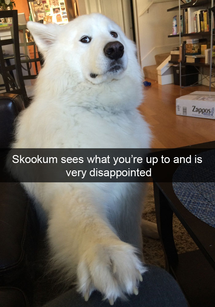 Dog-snapchats