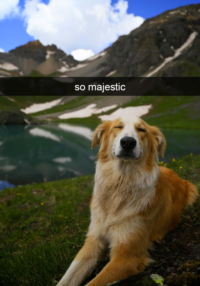 Dog-snapchats