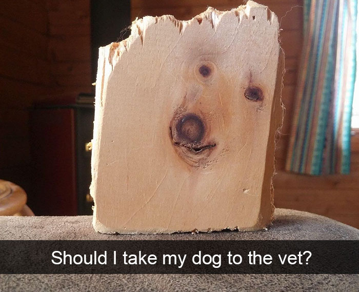 Dog-snapchats