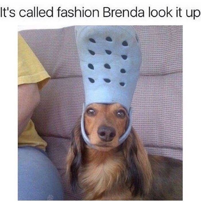 5 Doggos Who Are Hilariously Misunderstood