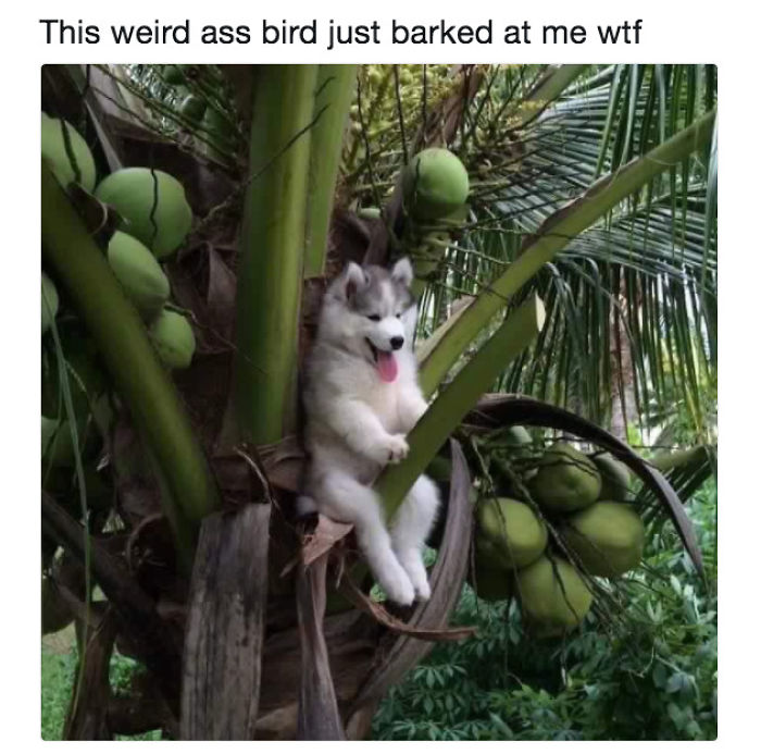 5 Doggos Who Are Hilariously Misunderstood