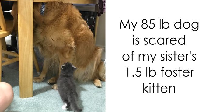 156 Dogs Who Are Afraid Of The Most Ridiculous Things