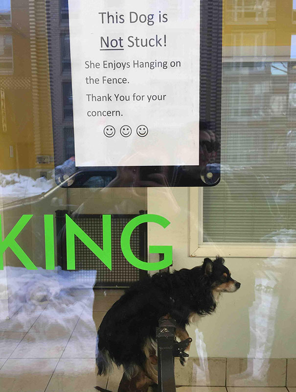 This Dog Is Not Stuck