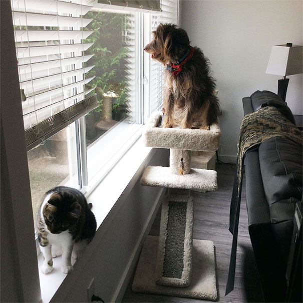 My Parent's Dog Thinks He's A Cat