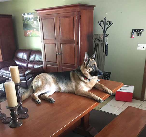 My Dog Climbs Onto The Table To Look Out The Window