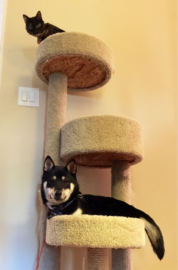 Cato Has Forgotten How To Dog