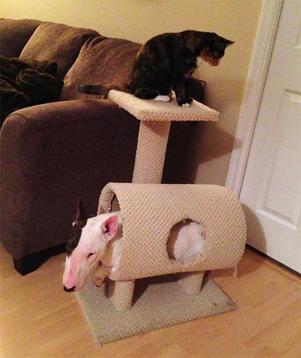 Peyton Forgot How To Dog