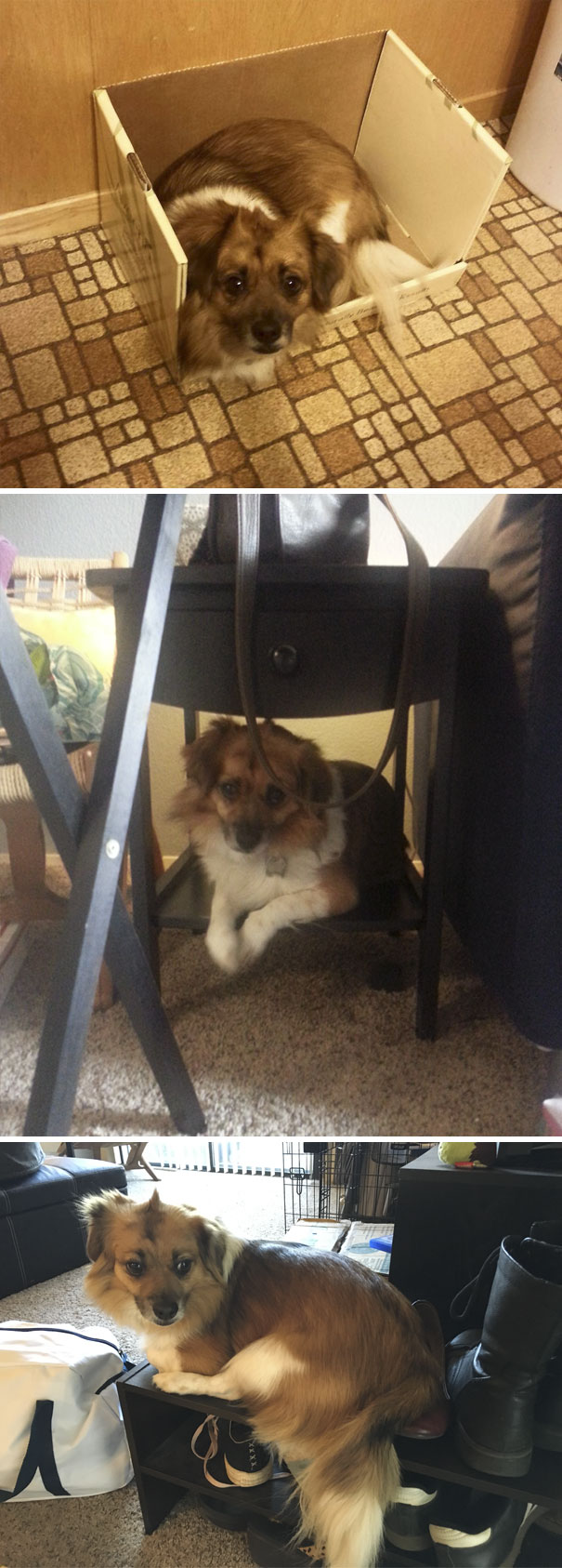 I Adopted A Dog But Ended Up With A Cat. Meet Pabu