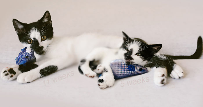 Meet My Little Zazu 11 Weeks / 5 Weeks Old ;)