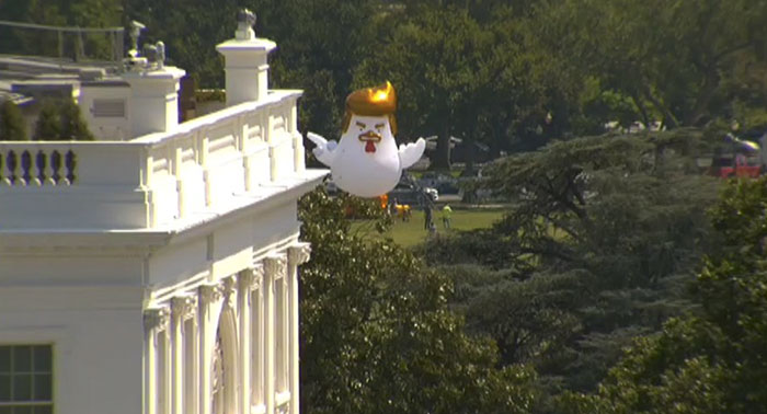 Aterriza junto a la Casa Blanca un pollo hinchable gigante que se parece a Trump