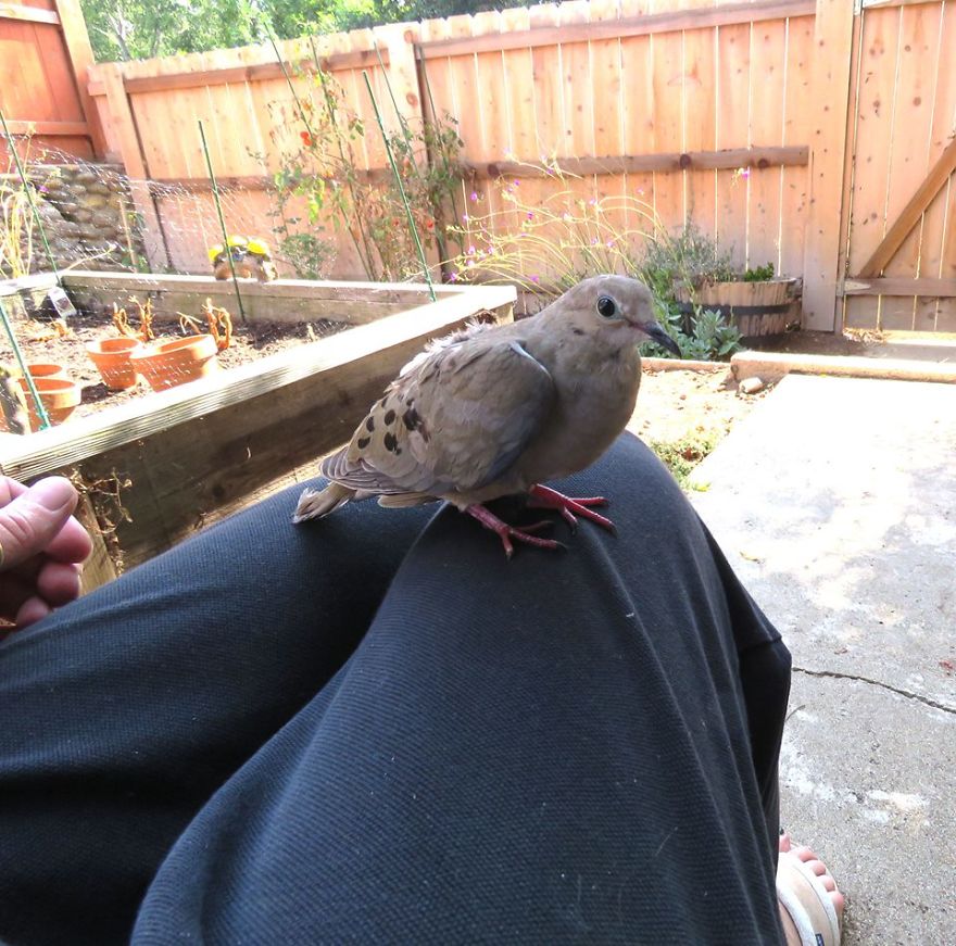 Sweet Mourning Dove That Got Injured. Took To The Local Wildlife Refuge.