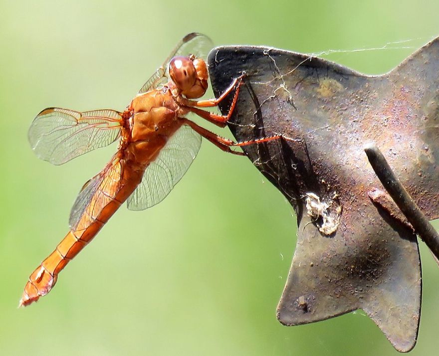 Dragonfly Taking A Break.