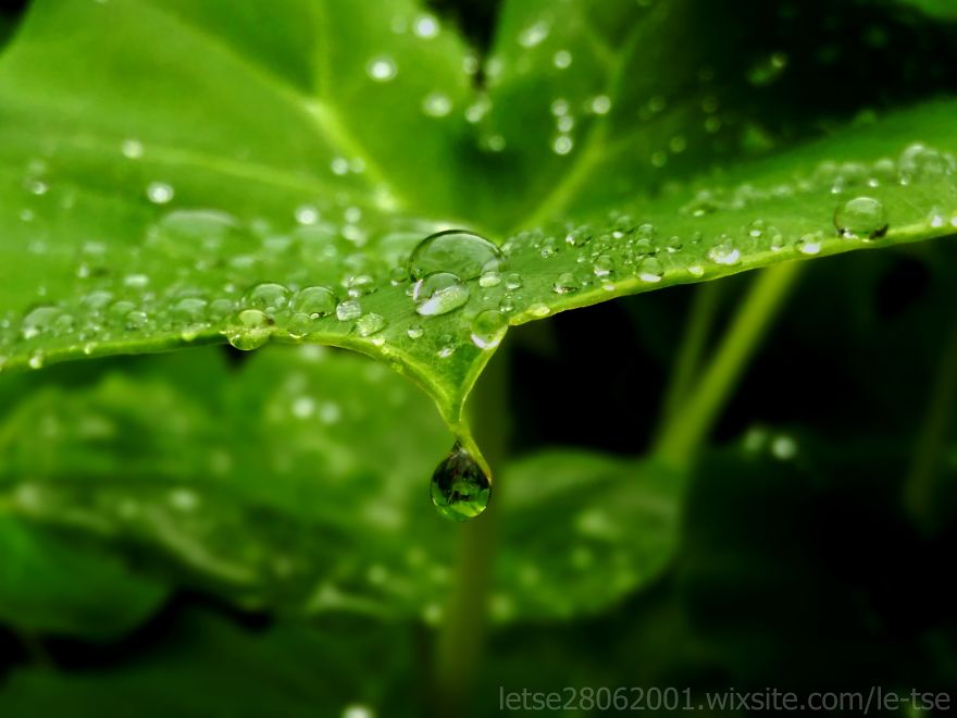 Drops Photos Taken By A Cheap Smartphone Drops Photos Taken By A Cheap Smartphone