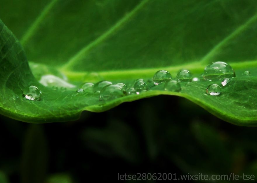 Drops Photos Taken By A Cheap Smartphone Drops Photos Taken By A Cheap Smartphone