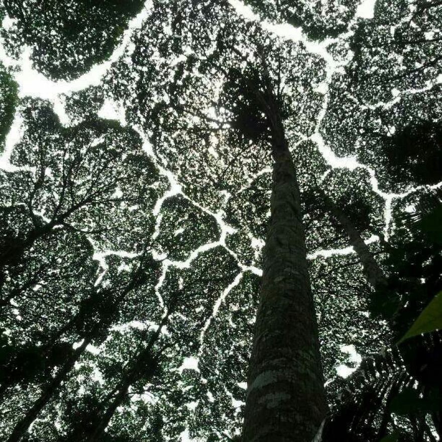 Crown Shyness Trees