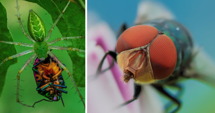 I Am Bored Macro Photographer