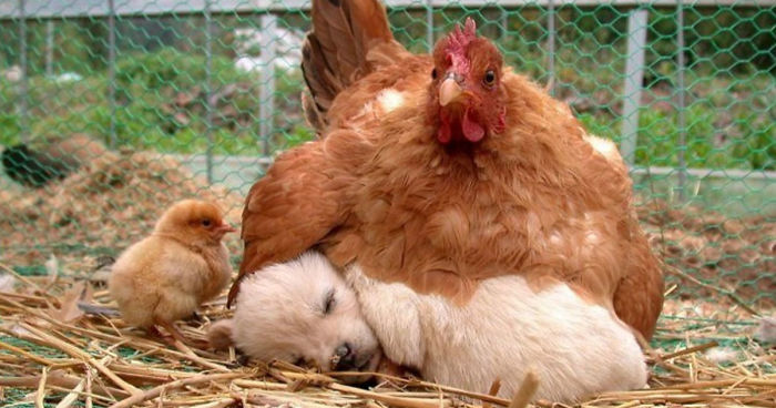 26 Photos Proving That Hens Are The Best Moms In The Animal Kingdom