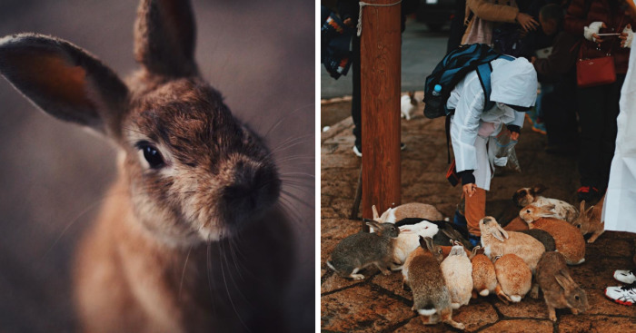 Okunoshima, Rabbit Island In Japan