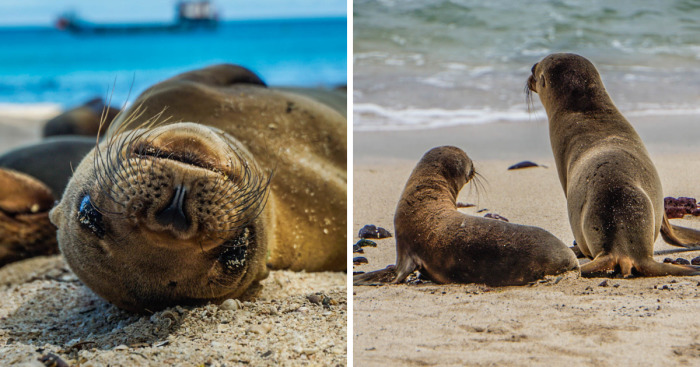 I Photographed Sea Lions In The Galápagos, And There’s A Reason People Call Them The Puppies Of The Sea (Part 2)