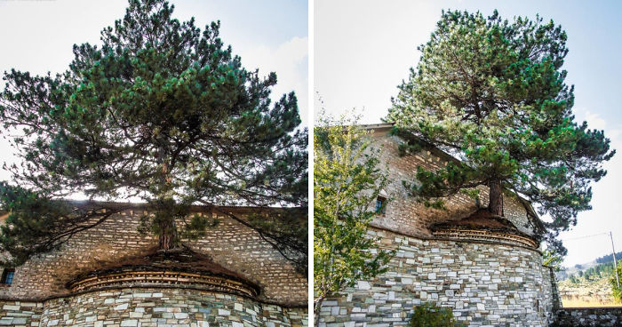 I Found A 100+ Year Old Tree Growing Inside A Church In Greece
