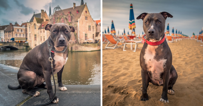 Meet Alfie, The Traveling Dog