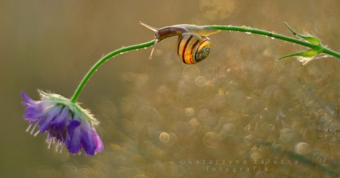 I Photograph Snails In Summer