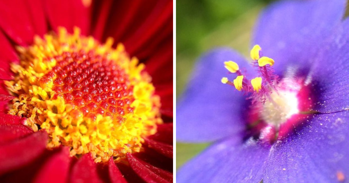 I Spend Hours Every Week Photographing This Small Beauties