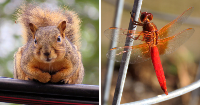 My Backyard Wildlife Is So Ordinary… Yet So Extraordinary!