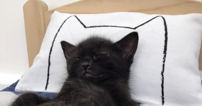 I Make Mini Versions Of My Catnap Pillows For Ikea Duktig Doll Beds To Further Enhance Your Cat Hack