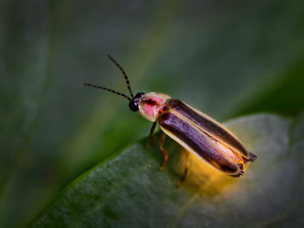 firefly-598c282682140.jpg