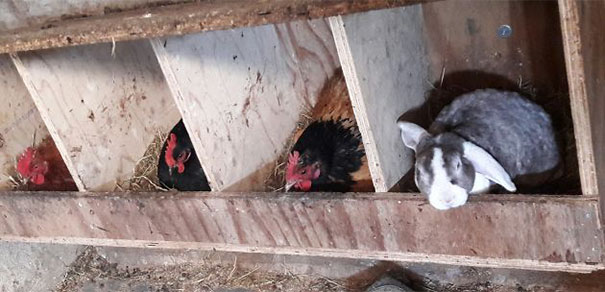 Chickens Nest?! I Don’t Give A F*ck