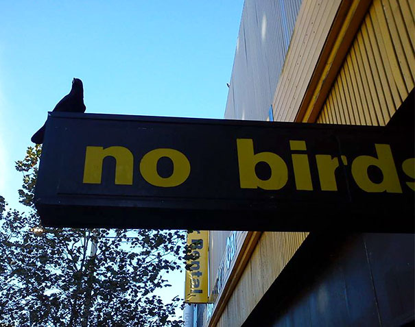 This Bird Gets It